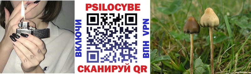 Купить где  Севск  Галлюциногенные грибы Magic Shrooms 